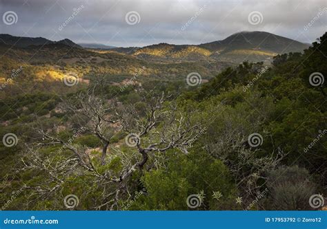 Sunrise in the Meadow stock photo. Image of acorns, andalucia - 17953792