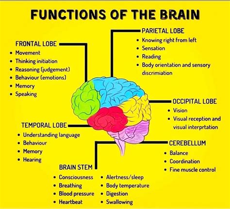 Functions of the brain | Brain anatomy and function, Basic anatomy and physiology, Medical ...