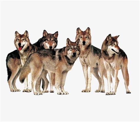 Wolf Clipart, Wolf Painting, Free Png Downloads, Wolf Love, Snow Dogs ...