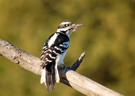 Mosquito Lagoon RV Park: Bird Watching - Mosquito Lagoon RV Park & Fish Camp