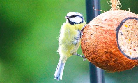 Why Feeding Wild Birds Can Help Your Childs Mental Health - West Wales ...