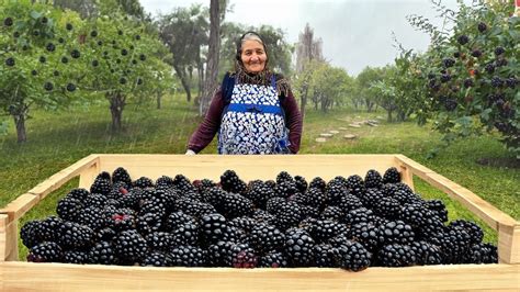 Harvesting Wild Blackberries and Making Lots of Delicious Jam in Rainy ...