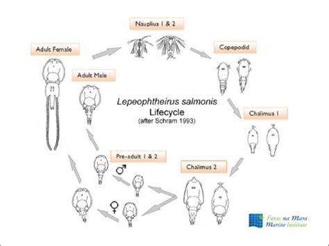 1. Life cycle of L. salmonis, a common sea louse species infesting ...