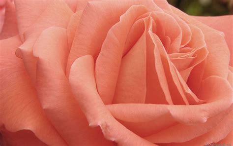 Nature Wallpaper with Peach Colored Rose Flower - HD Wallpapers ...