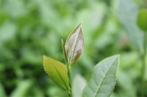 Tieguanyin Tea Leaves - Free photo on Pixabay - Pixabay