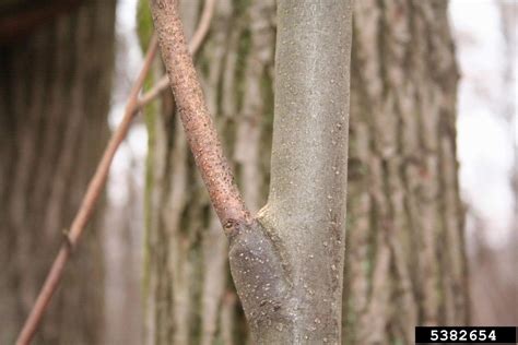 chestnut blight or canker (Cryphonectria parasitica)