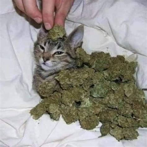 Weed cat : r/trees