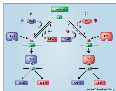 [PDF] Histone methylation versus histone acetylation: new insights into ...