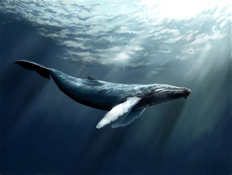 Wallpaper Whale, sea, ocean, water, underwater, diving, art, rays, World's best diving sites ...