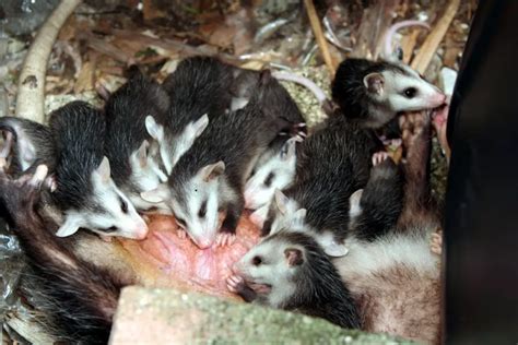 Opossum Babies | The Ultimate Guide – Assorted Animals