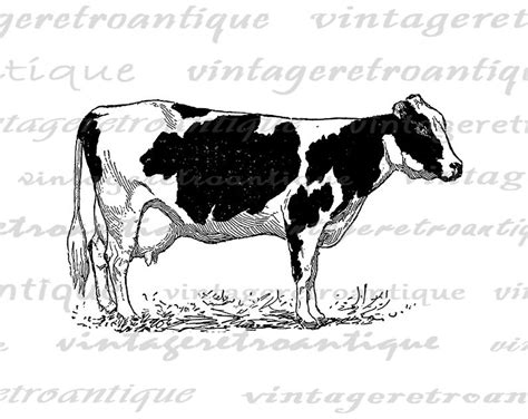 Printable Holstein Cow Digital Image Farm Animal Illustration - Etsy