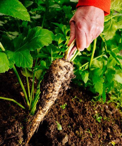 How to harvest parsnips - tips from an experienced grower | Homes & Gardens