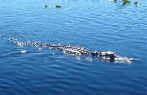 Gator Park en Miami Beach: 2 opiniones y 12 fotos