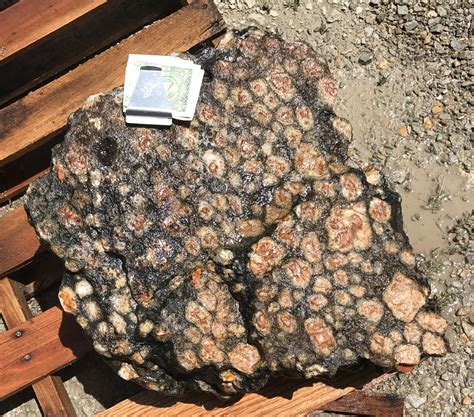 Leopard rock - porphyritic gabbro with oriented phenocrysts from being injected into a sill or ...