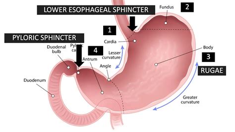 Gastric Fundus And Duodenum