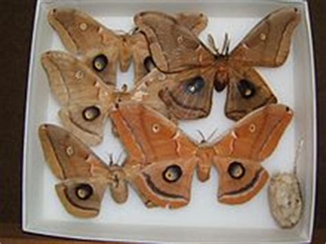 Antheraea polyphemus - Wikipedia