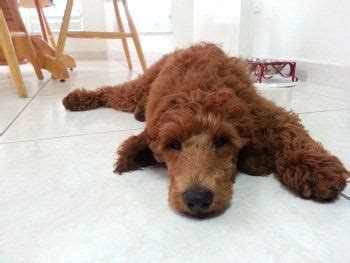 Red Poodles | History, Color Changes and Breeding