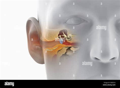 A sectional view of the human head revealing the anatomy of the ear canal and inner ear anatomy ...