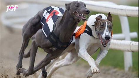 Racing Dogs Breeds