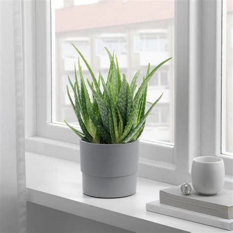 Plants & Flowers – Home Decoration and Gardening - IKEA CA