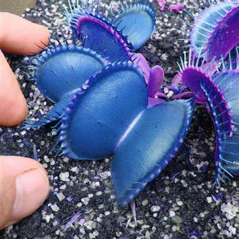 Egrow 100 PCS Garden Potted Blue Insectivorous Plant Seeds Rare Dionaea Muscipula Flytrap Bonsai ...