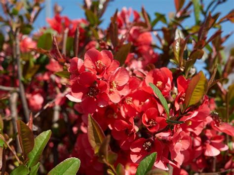 Do Quince Trees Make Good Hedges: Tips For Growing A Fruiting Quince Hedge