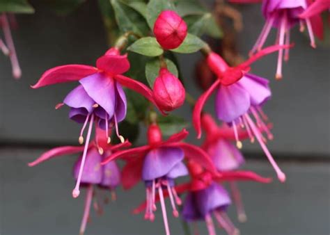 10 best plants for hanging baskets in shade 🌿 🌥 Turn gloomy spots into ...