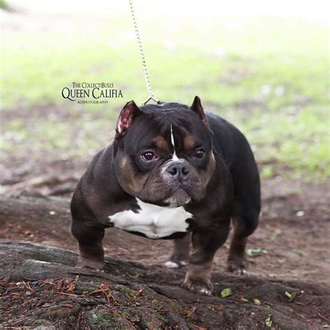 Queen Califia is said to be the World’s smallest pitbull and is worth $75,000 according to her ...