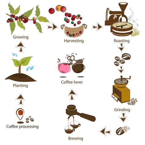 From Bean to Brew: The Intriguing Coffee Manufacturing Process