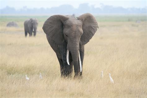 Elefant Afrika Safari · Kostenloses Foto auf Pixabay