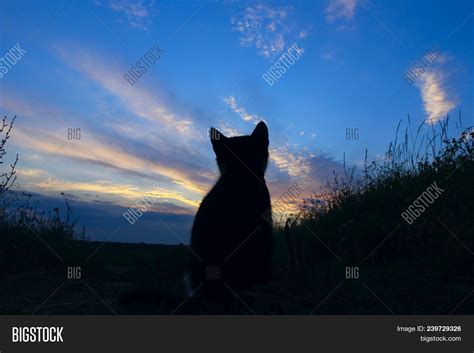 Silhouette Cat Image & Photo (Free Trial) | Bigstock