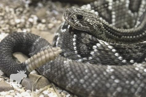 Rattlesnake Vs Bull Snake: Side By Side — Forest Wildlife