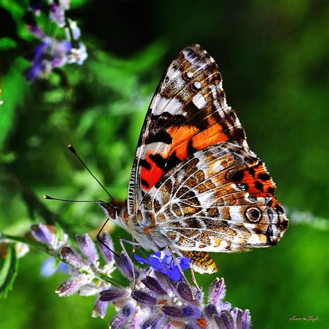 Painted Lady Butterfly Photograph by Karen Slagle - Pixels