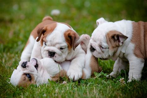 English Bulldog Puppies Playing Outdoors Stock Image - Image: 25656949