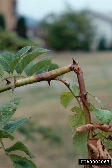 rose stem girdler (Agrilus cuprescens)