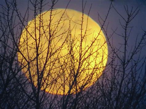 Full Yellow Moon Photograph by Janice Petrella-Walsh - Pixels