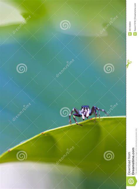 Jumping spider stock photo. Image of attractive, insect - 46745894