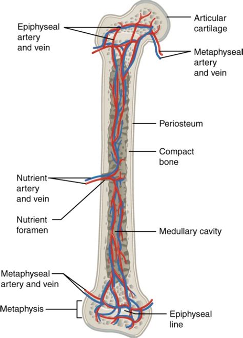 Bone Structure | Anatomy and Physiology I