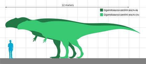 Top 12 Dinosaur Facts About Giganotosaurus