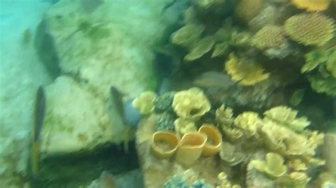 Snorkeling at Discovery Cove, Orlando - YouTube