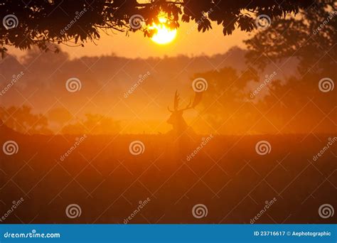 Stag Basking In The Morning Sun Royalty-Free Stock Photo | CartoonDealer.com #23716617