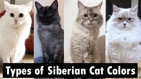 Siberian Cat Color Chart