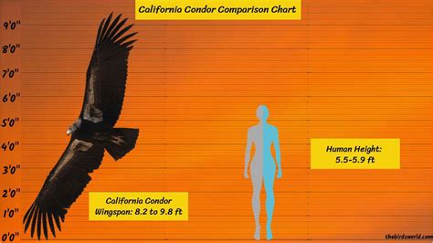 California Condor Size: How Big Are They Compared To Other?