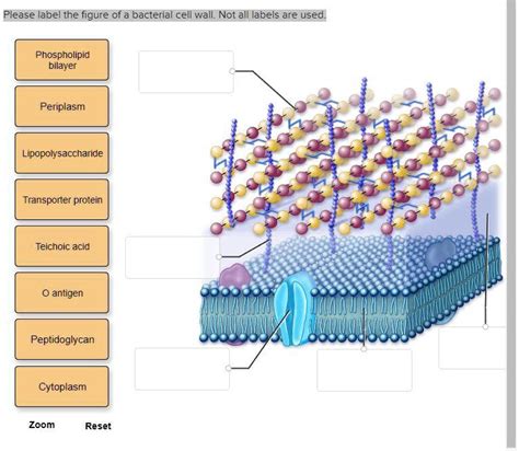 Please label the figure of a bacterial cell wall. Not all labels are used. Phospholipid bilayer ...