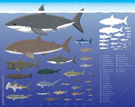 Shark Sizes Comparisons Cartoon Vector Illustration Set Stock Vector ...