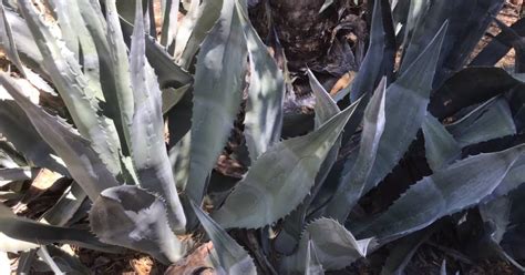 California Farm Fresh Agave Nectar Recipe by Hobby Horseman - Cookpad