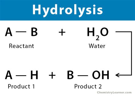 Hydrolysis Reaction: Definition, Equation, and Applications