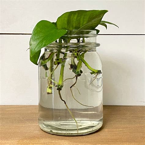 Pothos Propagation in Water - Cali Girl In A Southern World