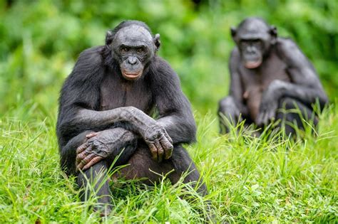 Este es el bonobo, el simio que enseñó a los humanos a convivir | El ...