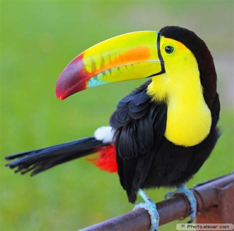 Toucans. Colorful Bird In Pictures | Amazing Photos | Beautiful birds ...